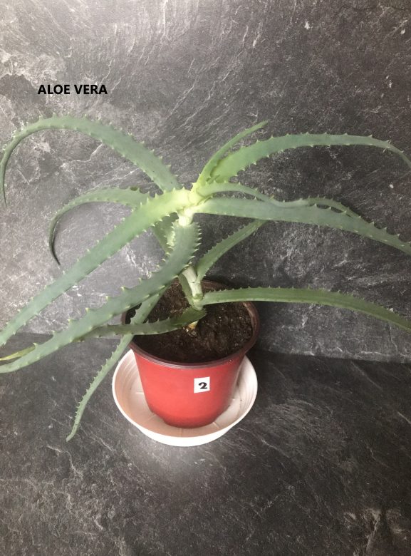 ALOE.jpg