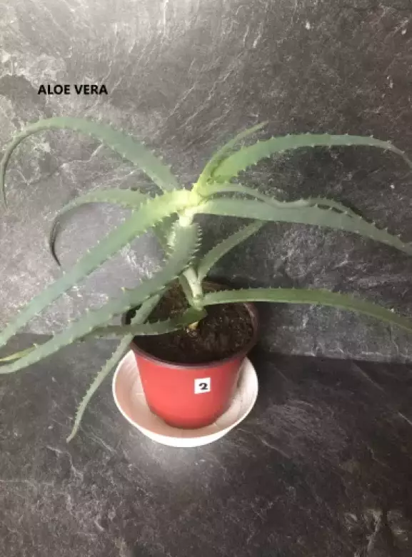 ALOE.webp