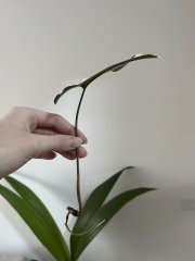 IMG_8250.jpeg