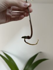 IMG_8249.jpeg