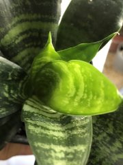 IMG_7721.jpeg