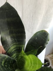 IMG_7722.jpeg