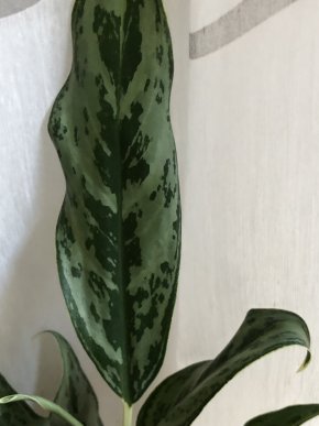Aglaonema Grayhound- rostlina