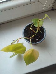 IMG_20250203_085704.jpg