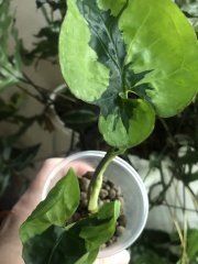 IMG_7705.jpeg