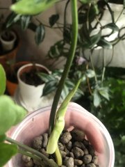 IMG_7706.jpeg