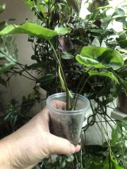IMG_7707.jpeg