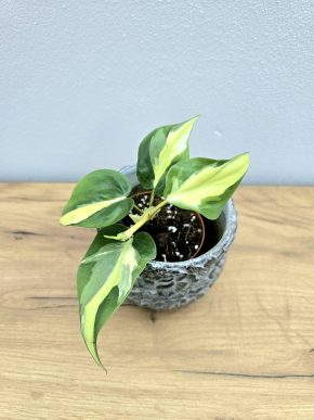 Philodendron Cream Splash