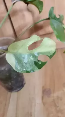 Rhaphidophora tetrasperma variegata monstera minima