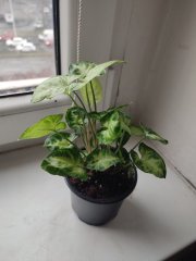 IMG_20250212_161443.jpg
