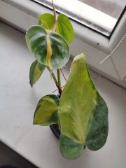 IMG_20250212_162259.jpg
