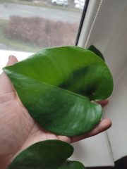 IMG_20250212_161414.jpg