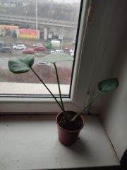 IMG_20250212_161409.jpg