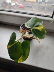 IMG_20250212_162236.jpg