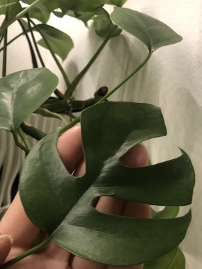 Monstera Minima- vrcholový řizek.