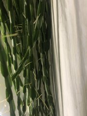 IMG_7768.jpeg