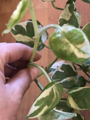 IMG_7827.jpeg