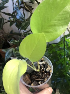 Epipremnum Aureum Neon- rostlina .