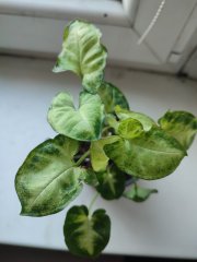 IMG_20250218_101036.jpg