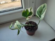IMG_20250218_101130.jpg