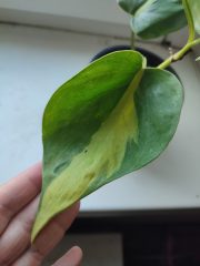 IMG_20250218_101444.jpg
