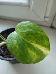 IMG_20250218_101023.jpg