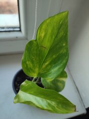 IMG_20250218_101019.jpg