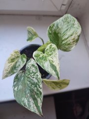 IMG_20250219_081359.jpg