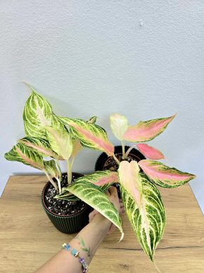 Aglaonema Siam Pink