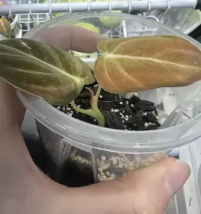 Philodendron melanochrysum 2