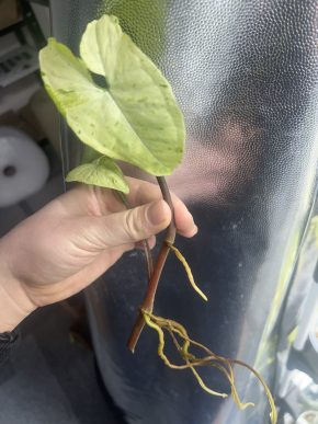 Syngonium oregano