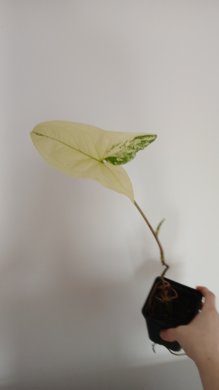 *VÝPRODEJ* Syngonium Variegata