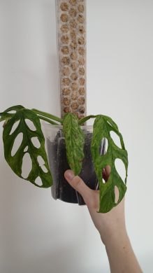 *VÝPRODEJ* Monstera Indonesian Marbel Variegata