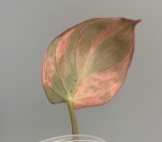IMG_1148.jpeg