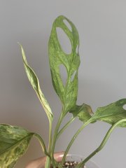 IMG_1152.jpeg