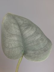 IMG_1165.jpeg