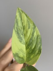 IMG_1170.jpeg