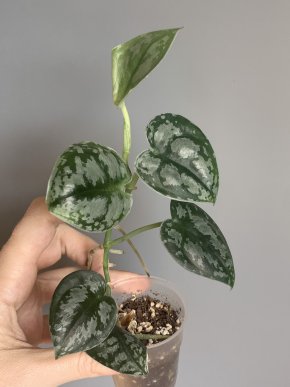 Scindapsus noid