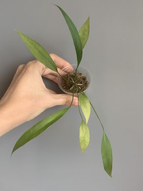Anthurium gracile
