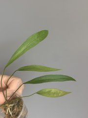 IMG_1179.jpeg