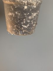IMG_1186.jpeg