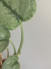 IMG_1191.jpeg