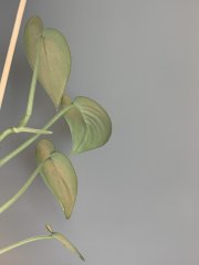 IMG_1197.jpeg