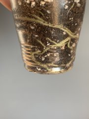 IMG_1198.jpeg