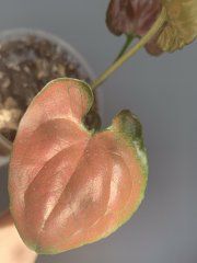 IMG_1206.jpeg