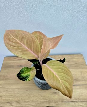Aglaonema cricket pink