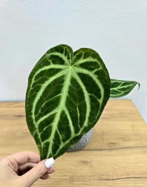 Anthurium Magnificium