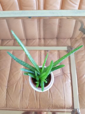 Aloe Vera