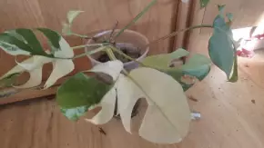 Rhaphidophora tetrasperma variegata