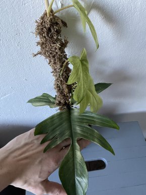 Philodendron Florida Ghost + rašeliníková tyč
